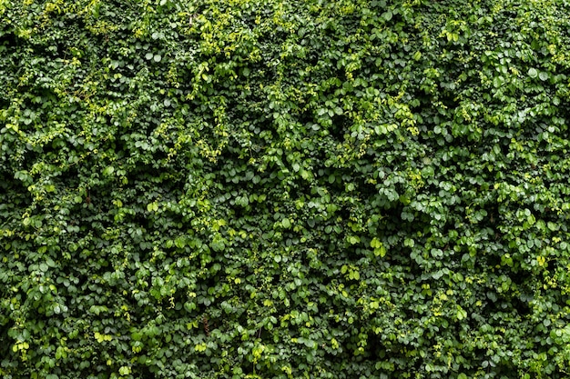 Groene blad muur textuur achtergrond Wijnstok op de muur