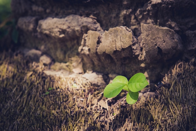 groene blad natuurlijke achtergrond