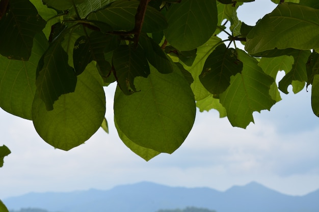 groene blad natuurlijke textuurachtergrond