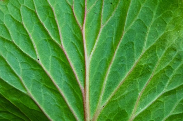 Groene blad oppervlaktetextuur Abstracte plant achtergrond Natuurlijk effect patroon Gestructureerde achtergrond