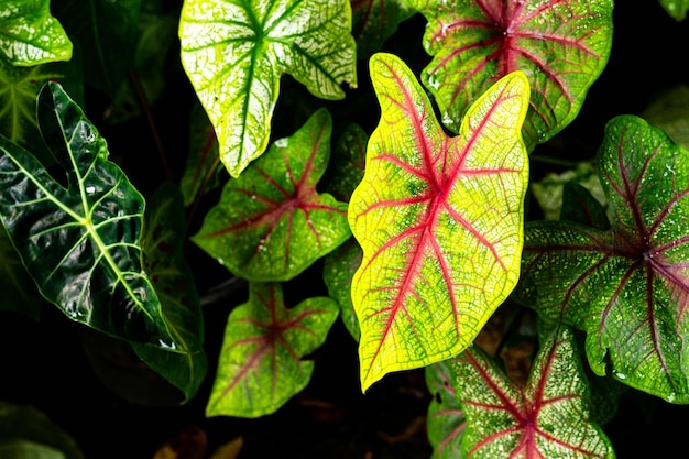Foto groene blad textuur achtergrond close-up natuurlijke patroon en textuur van blad tropische plant