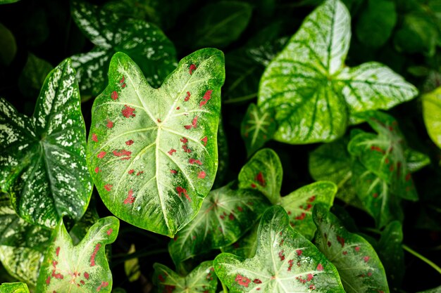 Groene blad textuur achtergrond close-up Natuurlijke patroon en textuur van blad Tropische plant