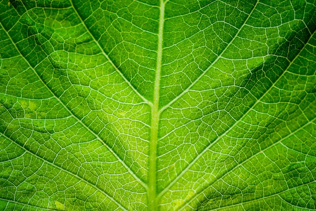 Groene blad textuur achtergrond close-up