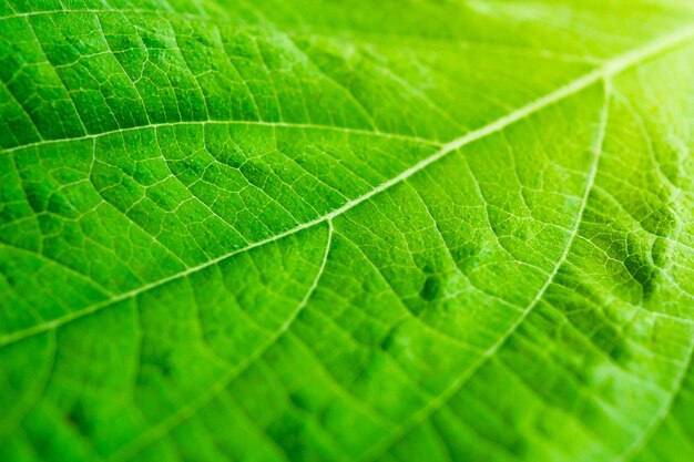 Groene blad textuur achtergrond close-up