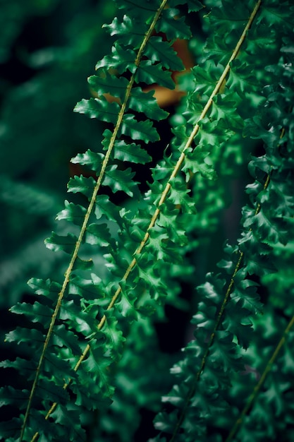 Groene blad textuur achtergrond close-up