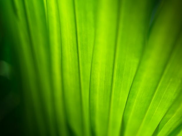 groene blad textuur achtergrond met macro weergave