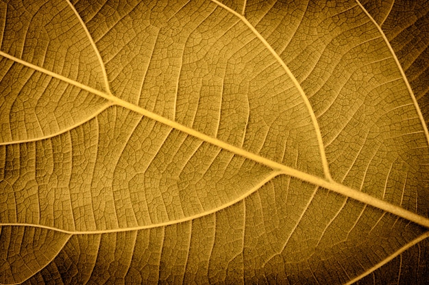 Groene blad textuur achtergrond voor ontwerp