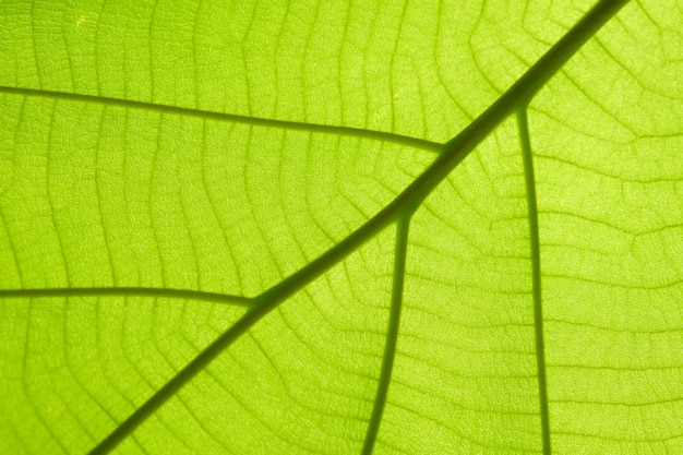 Groene blad textuur achtergrond