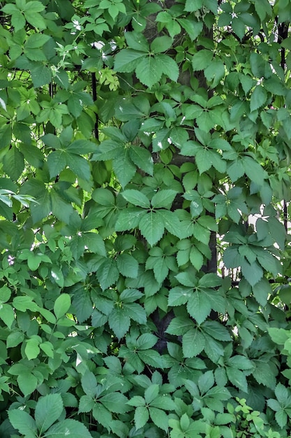 Groene blad textuur Bladeren achtergrond Donkergroene achtergrond Hedge