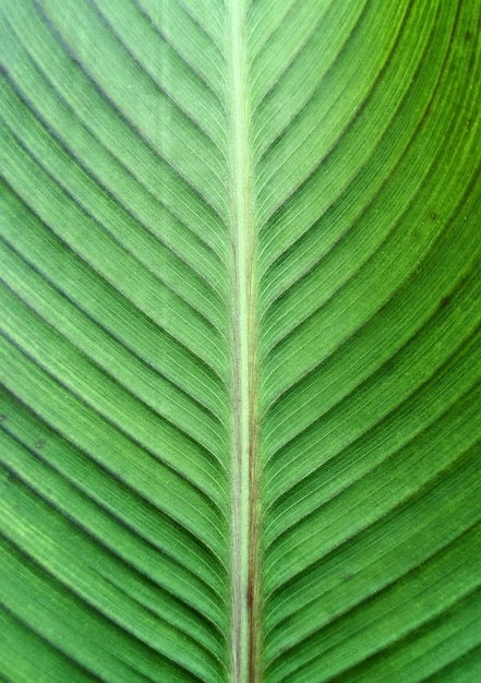 Groene blad textuur close-up weergave