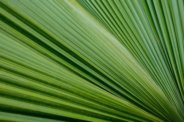 groene blad textuur