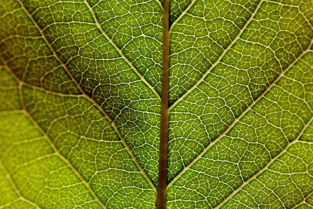 groene blad textuur