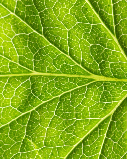 groene blad textuur