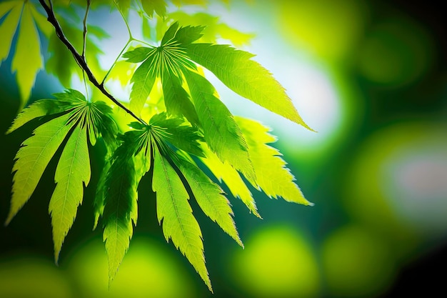 Groene blad vage achtergrond met smalle langwerpige boombladeren