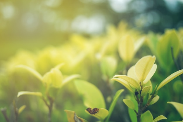 Groene blad zachte nadruk met close-up in aardmening over vage groeneachtergrond