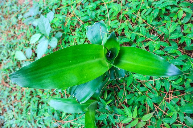 groene bladaanplantingsomgeving voor achtergrond en tuinlandschap