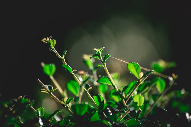 Groene bladachtergrond, aard achtergrondconcept