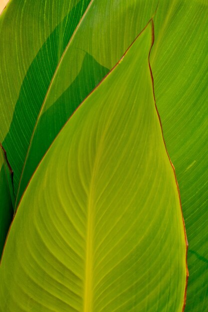 groene bladachtergrond. bladeren