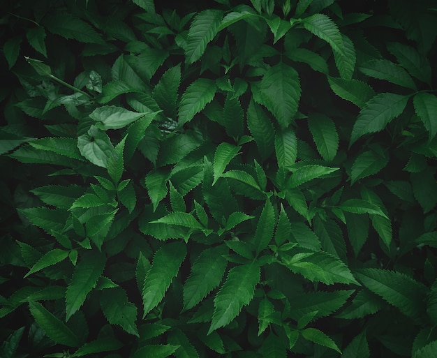 Groene bladachtergrond donkergroene bladeren