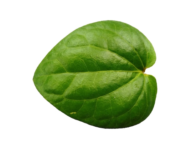 Groene bladachtergrond Hartvormige groene bladeren Groen betelblad dat op witte achtergrond wordt geïsoleerd