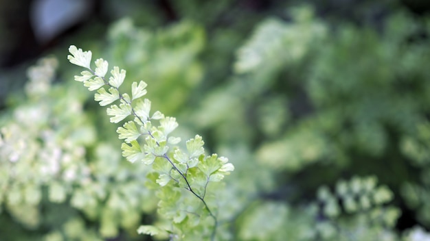 Groene bladachtergrond