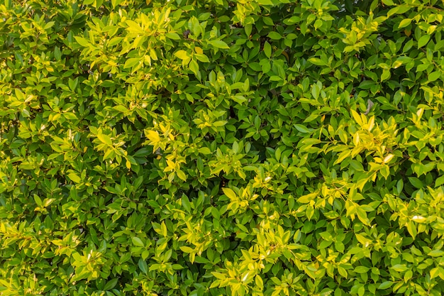 Foto groene bladachtergrond
