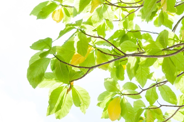 Groene bladbladeren ontluiken in de lente voor achtergrondIn de lente natuurlijke achtergrond met de lucht en bladeren