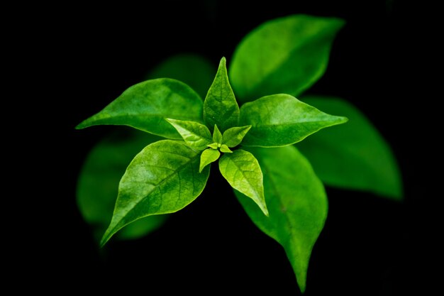 Groene bladclose-up hoogste menings zwarte achtergrond