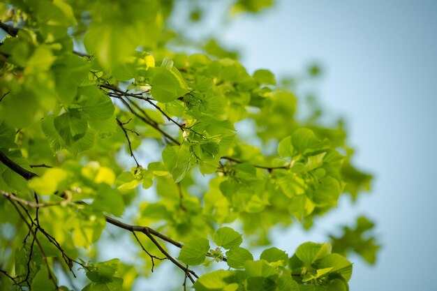 Groene bladeren aan de boom