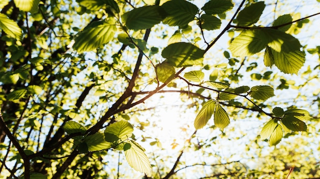 Groene bladeren aan de boom