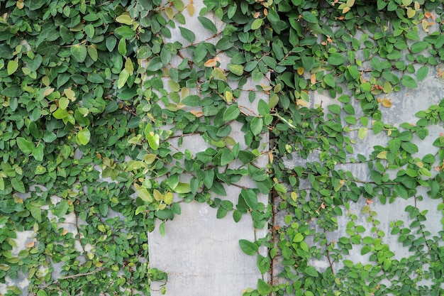 Groene bladeren aan de muur. plant buiten bij muur cement
