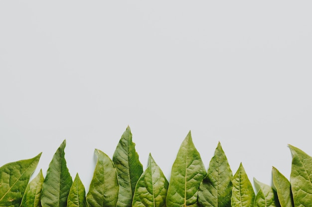 Groene bladeren aan de onderkant van een witte achtergrond