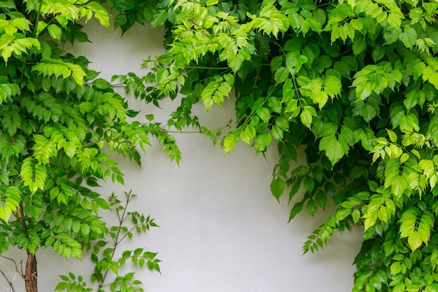 Groene bladeren aan een muur