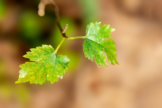 Groene bladeren aan een plant