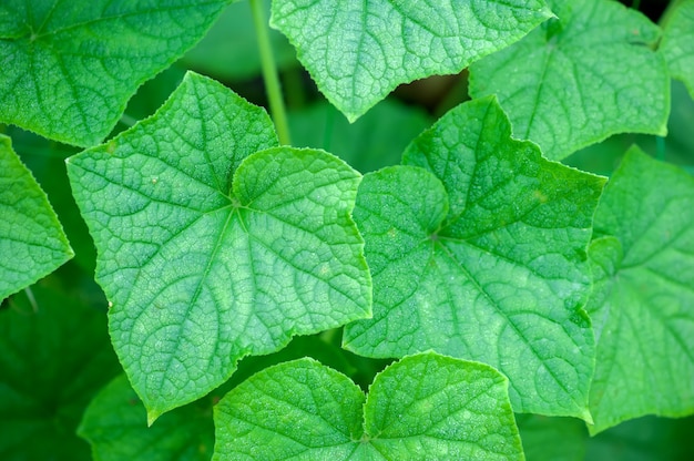 groene bladeren abstracte textuur van groene bladeren natuur achtergrond