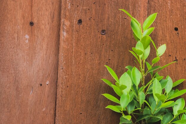 Groene bladeren achter het oude hout.