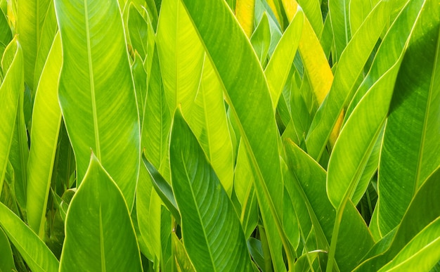 Foto groene bladeren achtergrond close-up