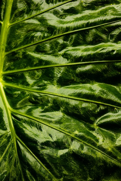 Groene bladeren achtergrond. Groene bladeren kleurtint donker in de ochtend.