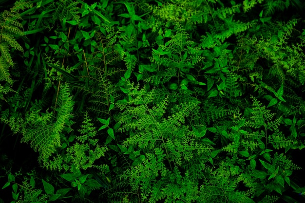 Groene bladeren achtergrond. Groene bladeren kleurtint donker in de ochtend.