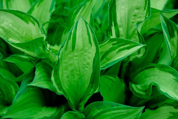 Groene bladeren achtergrond grote groene blad natuurlijke achtergrond