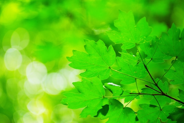 Groene bladeren achtergrond in zonnige dag