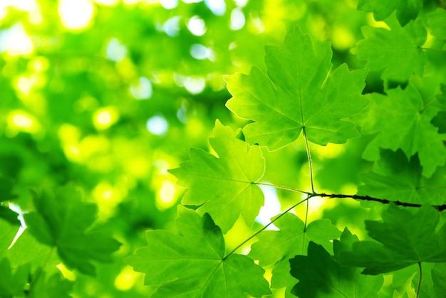 Groene bladeren achtergrond in zonnige dag