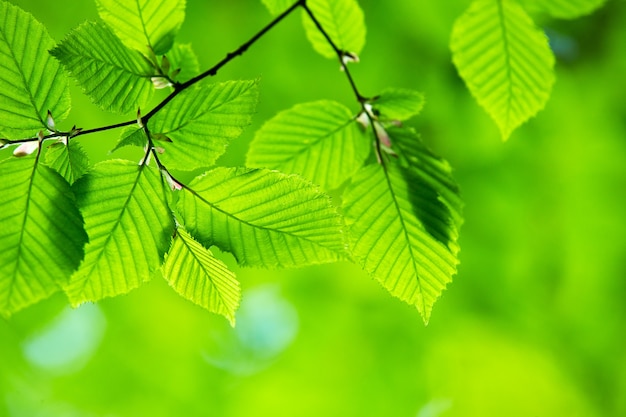 Groene bladeren achtergrond in zonnige dag