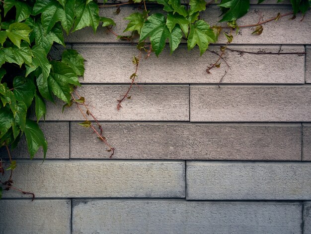 Groene bladeren achtergrond met baksteen patroon.