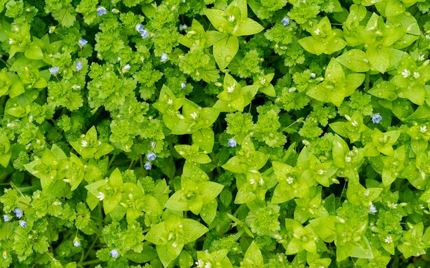 Groene bladeren achtergrond met kleine blauwe bloemen. de natuur voor design. ochtend achtergrond in de wei, op het gras en de bloemen van de druppels dauw.