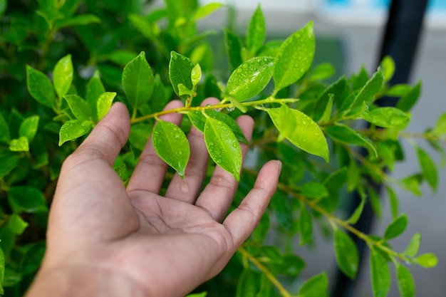 Groene bladeren achtergrond met ondiepe scherptediepte close-up