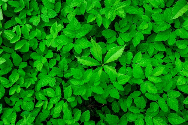 Groene bladeren achtergrond Natuur textuur