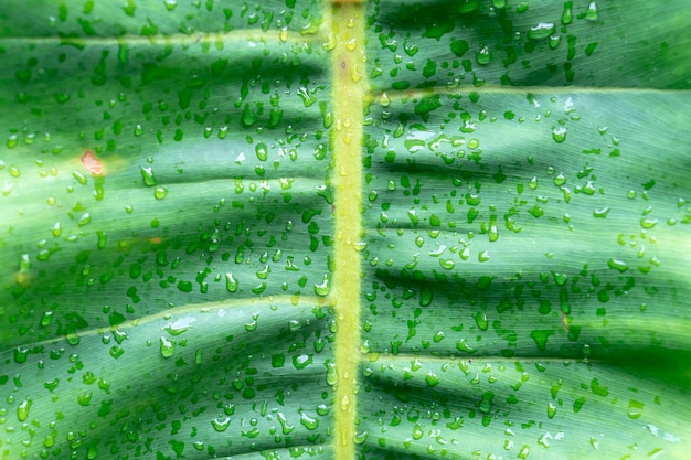 Groene bladeren achtergrond. natuurlijk behang en textuur in de tuin.