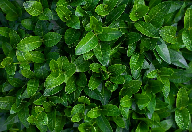 Groene bladeren achtergrond Uitzicht van bovenaf