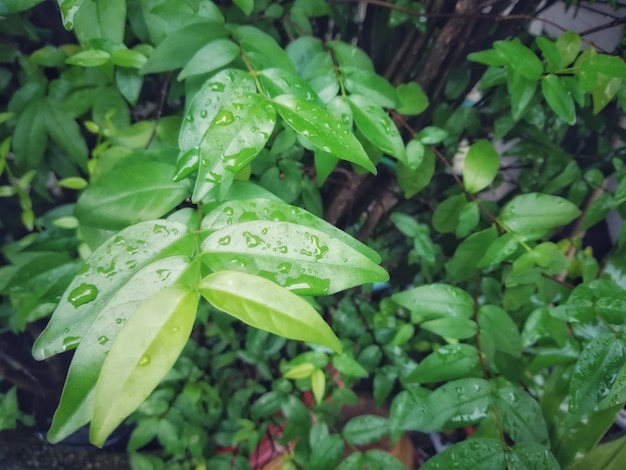 Groene bladeren achtergrond